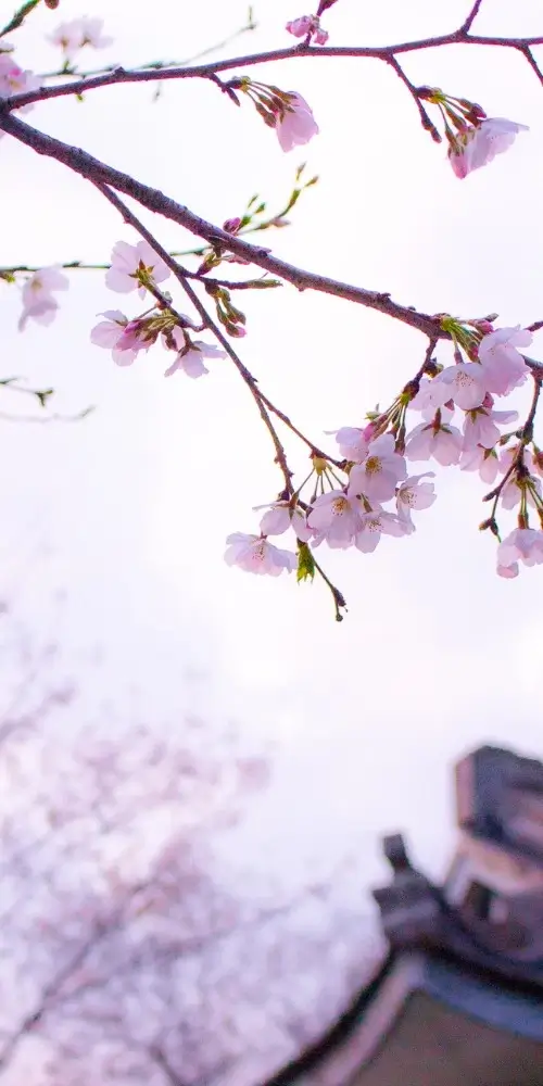 parcours et experience linda kermen